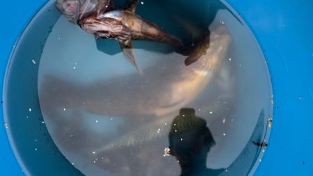 根魚釣り（ホテルニューアワジ系列の夢泉景別荘　天原にて）